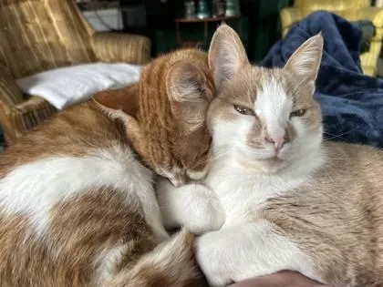 A senior medium-sized male Domestic Short Hair cat named Bart for adoption in Hamilton, MT