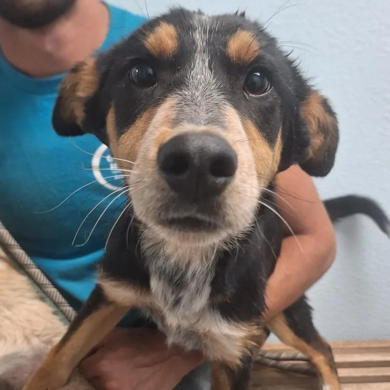 A young small-sized male Black Mixed Breed dog named Zap for adoption in Flagstaff, AZ