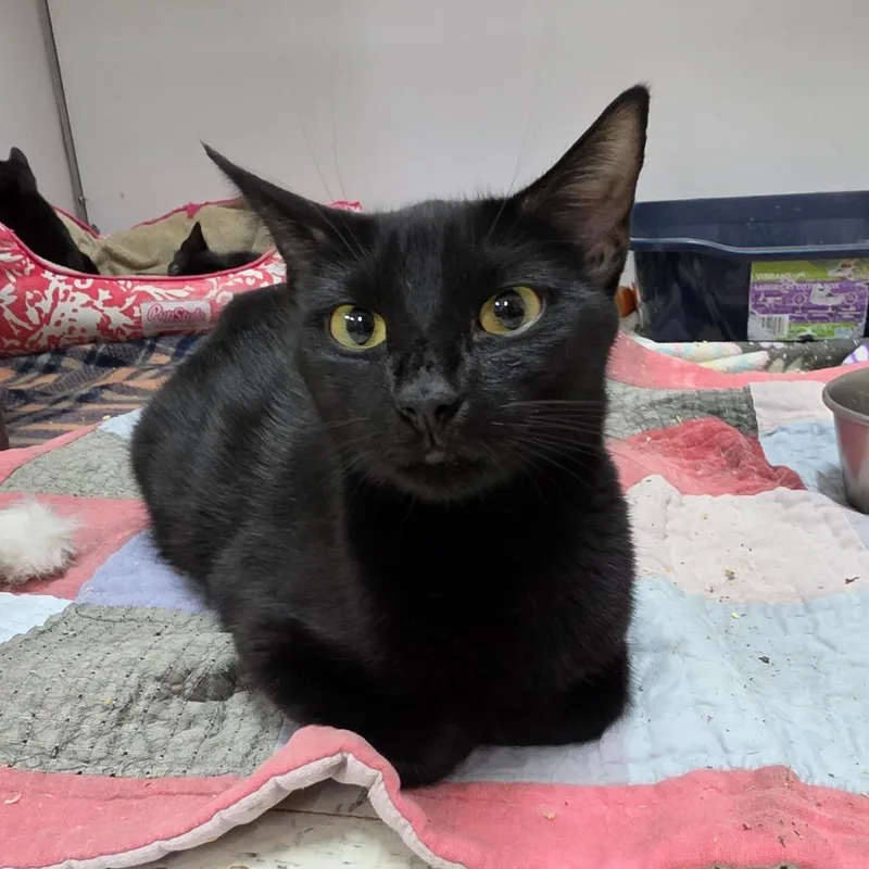 An adult medium-sized female Black Domestic Short Hair cat named Cherie for adoption in Melrose, FL