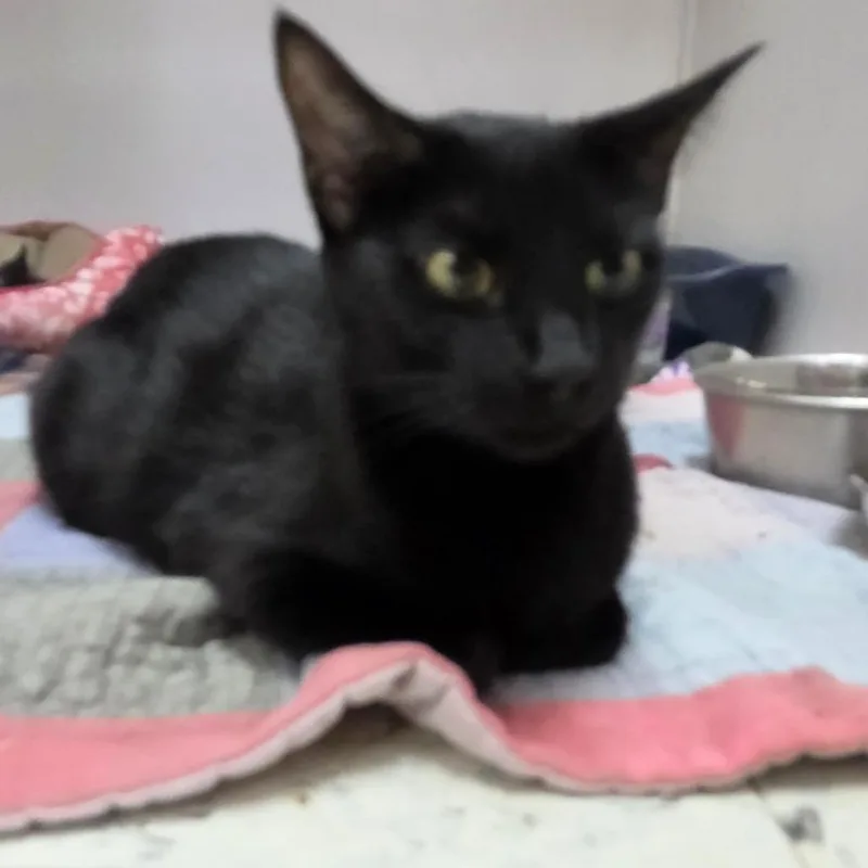 Cherie thumbnail 2