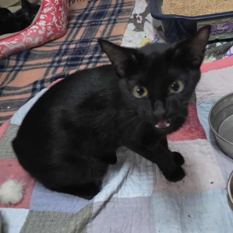 Cherie thumbnail 3