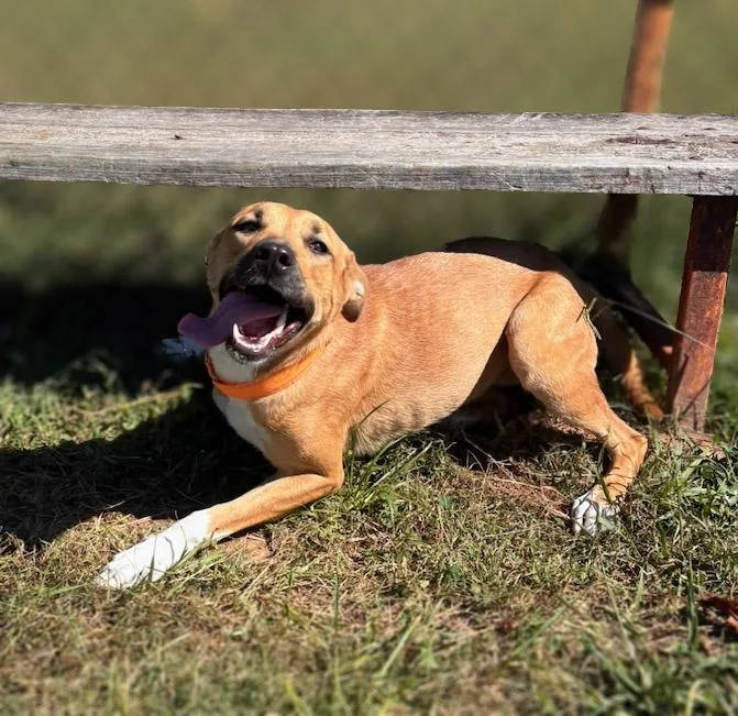 A young medium-sized female Yellow / Tan / Blond / Fawn Shepherd dog named Waffles for adoption in Lebanon, TN
