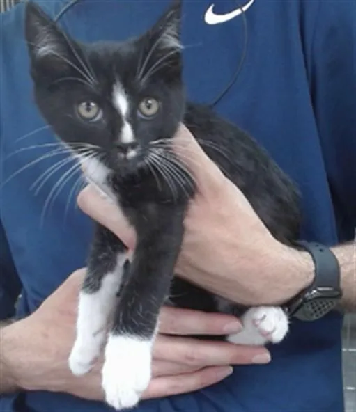 A baby small-sized male Domestic Short Hair cat named Leon for adoption in Salinas, CA