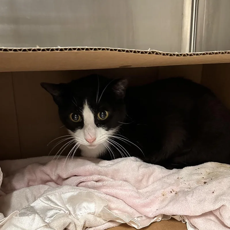 A senior large-sized male Black Domestic Short Hair cat named Bob The Builder for adoption in East Smithfield , PA