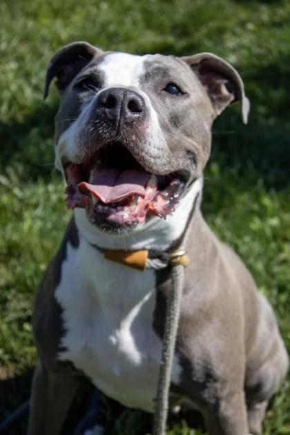An adult medium-sized female Mixed Breed dog named Pressure for adoption in Fallston, MD