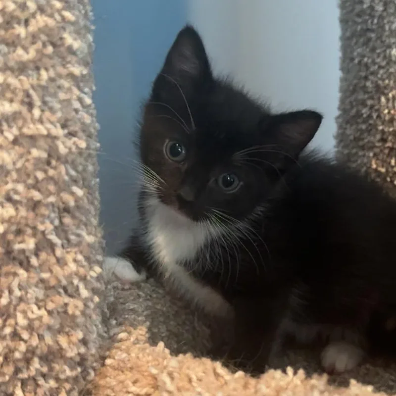 A baby small-sized female Black Domestic Short Hair cat named Maiz for adoption in Middle Village, NY