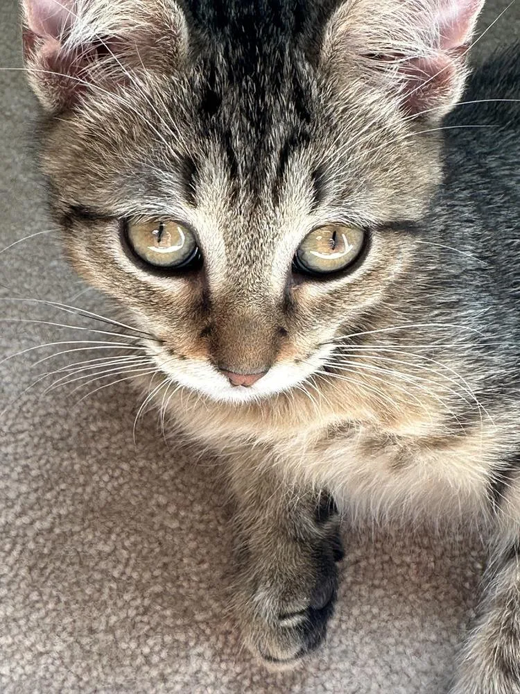 A baby small-sized female Brown / Chocolate Domestic Short Hair cat named Tessa for adoption in Hudson, NH
