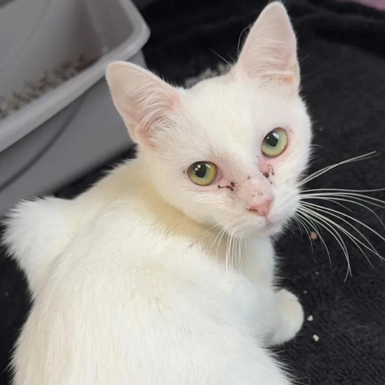 A young medium-sized female Domestic Short Hair cat named Elsa for adoption in Suffield, CT
