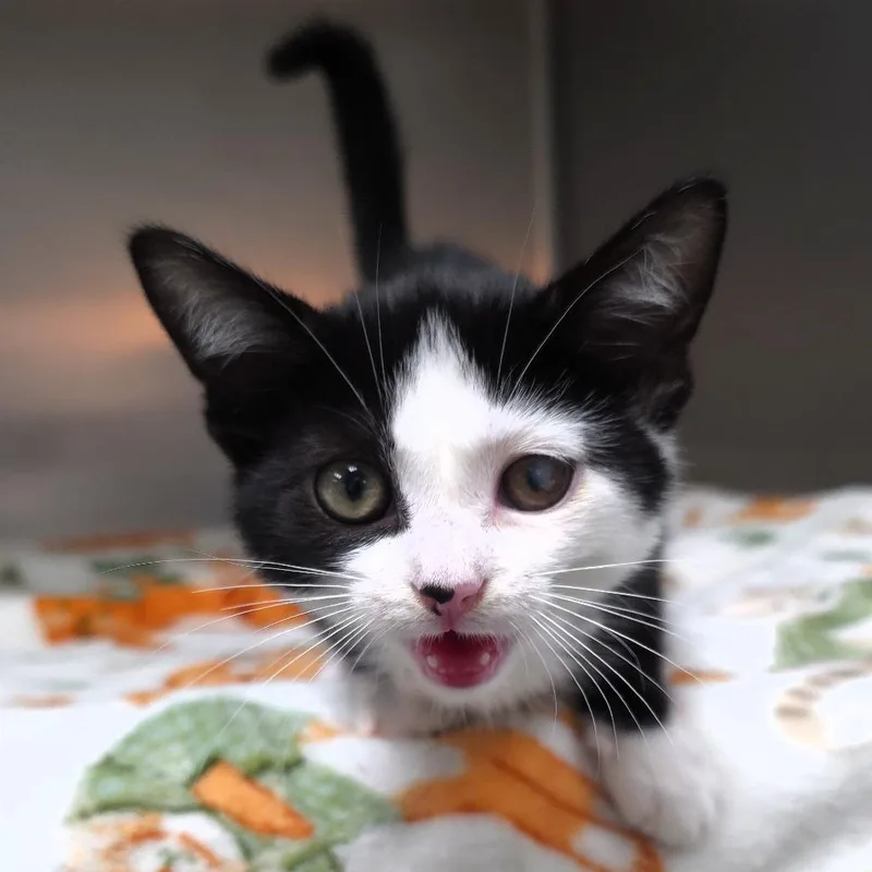 A baby small-sized female White Domestic Short Hair cat named Diamond for adoption in Michigan City, IN