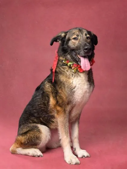 A senior large-sized female German Shepherd Dog dog named Kayla for adoption in Atlanta, GA
