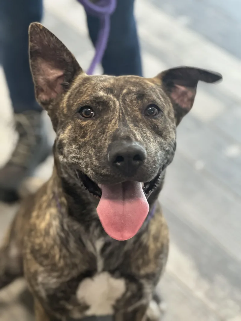 An adult large-sized male Brindle Jindo dog named Nano for adoption in Stafford, VA