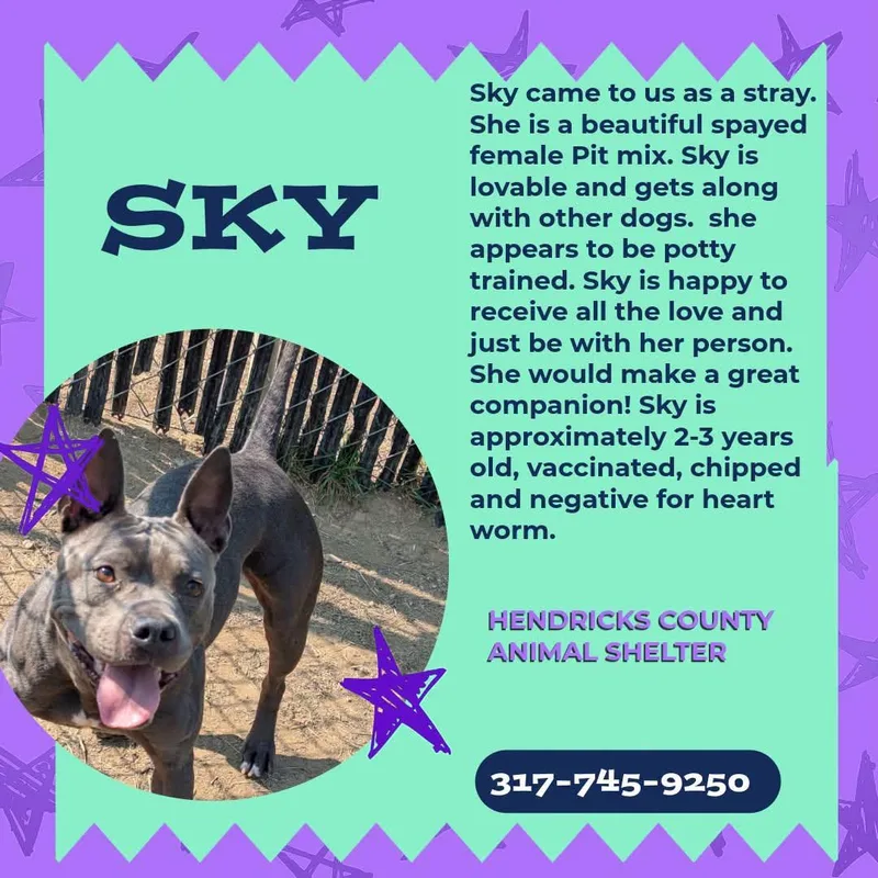 An adult medium-sized female Pit Bull Terrier dog named Sky for adoption in Danville, IN