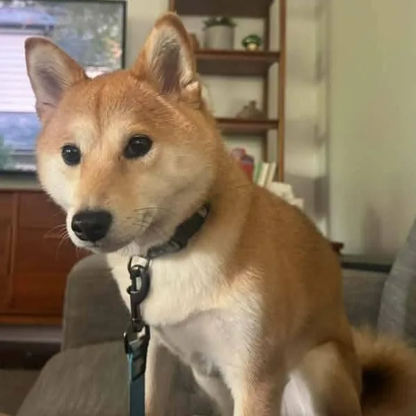 Mochi