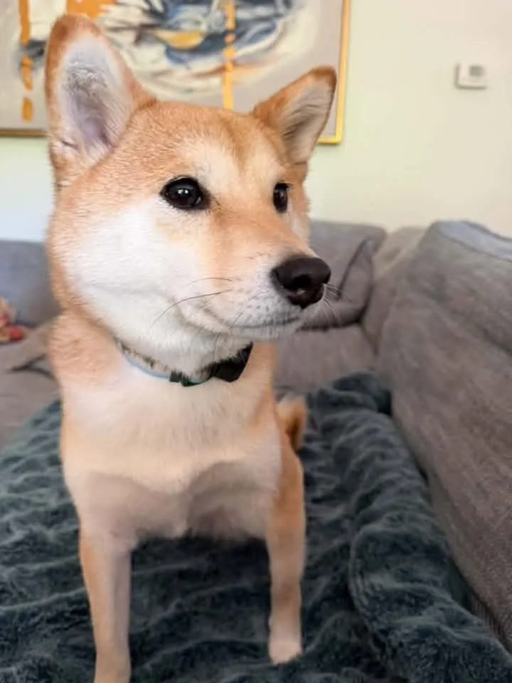 Mochi thumbnail 2