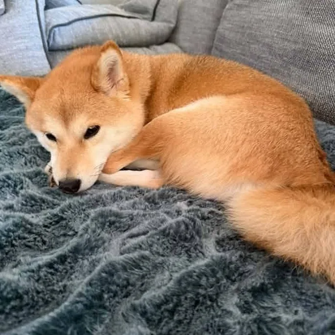 Mochi thumbnail 3