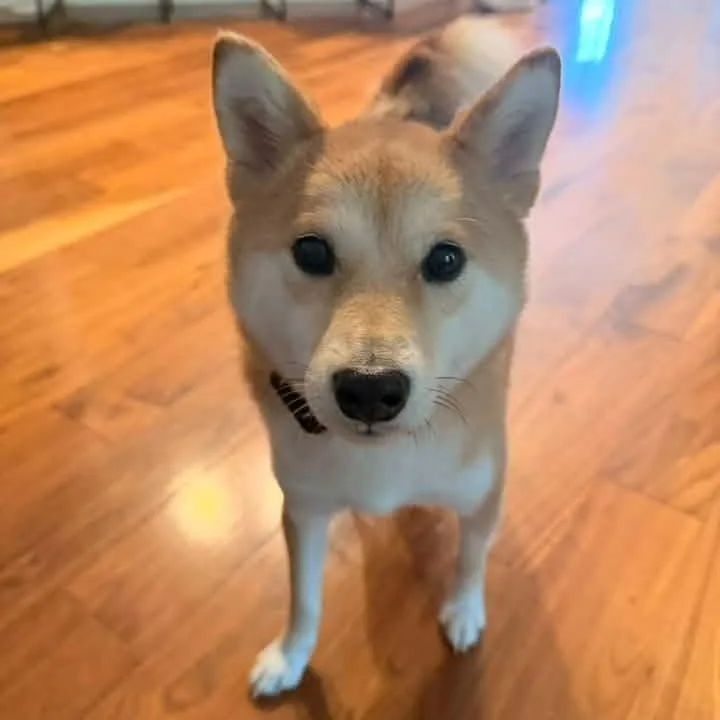 Mochi thumbnail 4