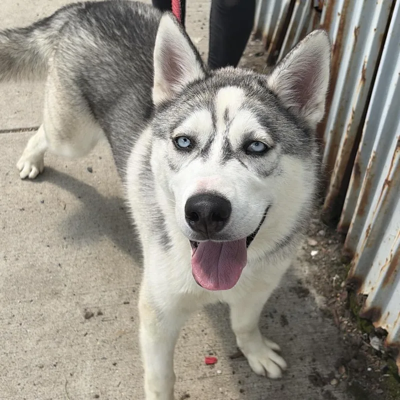A young large-sized male Gray / Blue / Silver Husky dog named Steele for adoption in Newark, NJ