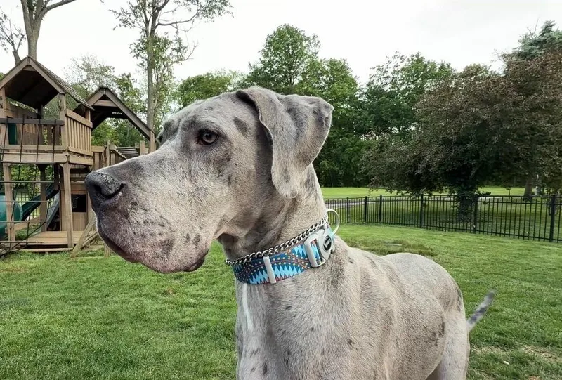 A young extra large-sized male Merle (Blue) Great Dane dog named Waffles for adoption in Lexington, KY