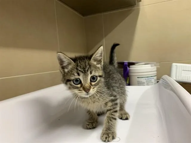 A baby small-sized female Domestic Short Hair cat named Littler Lady for adoption in Grand Prairie, TX
