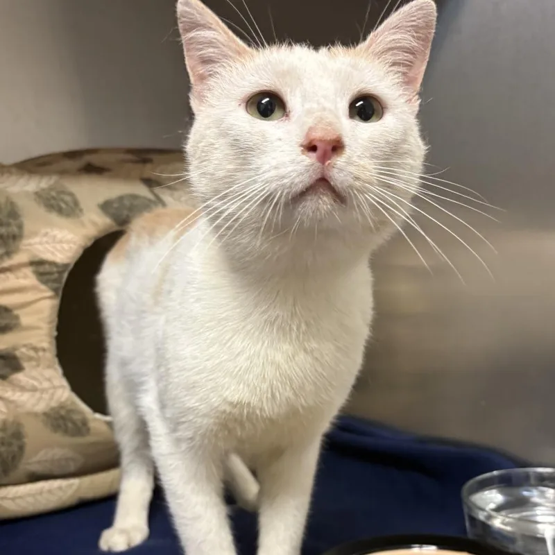 A young medium-sized male Orange / Red Domestic Short Hair cat named Larry for adoption in Harrisonburg, VA