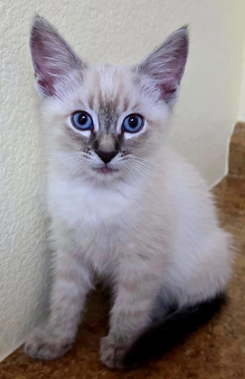 A young medium-sized male Buff / Tan / Fawn Domestic Short Hair cat named Blake for adoption in Campbell, CA