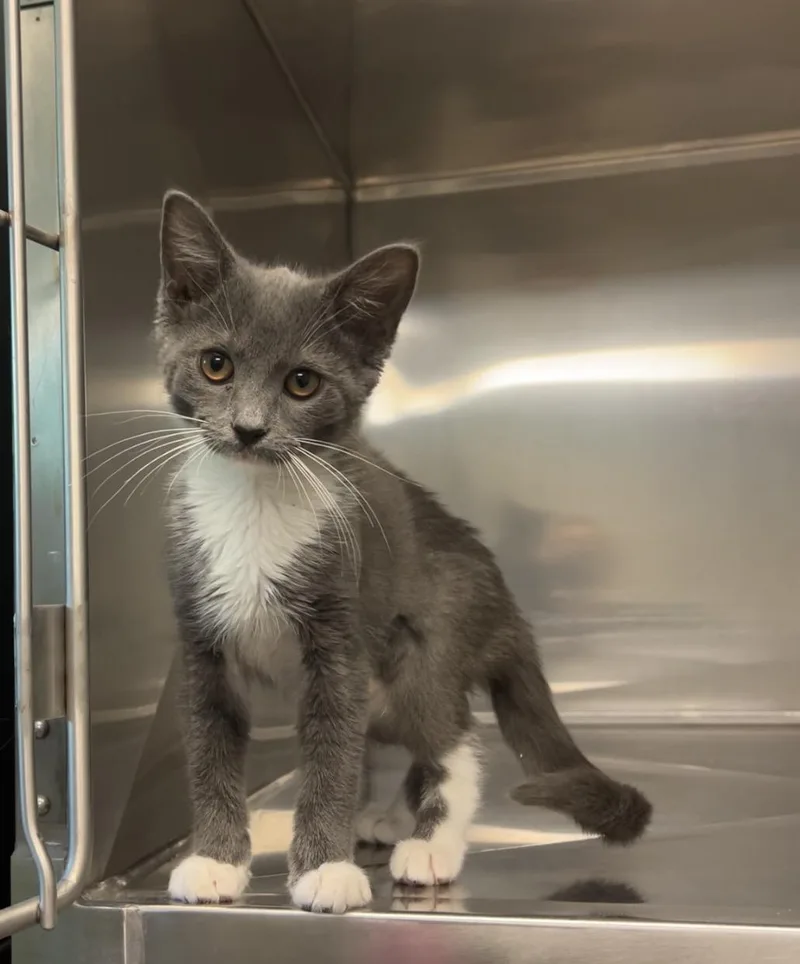 A baby medium-sized female Gray / Blue / Silver Domestic Short Hair cat named Macaroni Salad for adoption in Montville, NJ