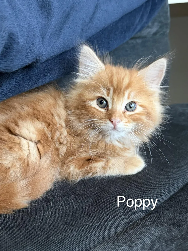 A baby medium-sized female Tabby (Orange / Red) Tabby cat named Poppy for adoption in Oakley, CA
