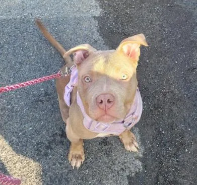 A young medium-sized female Yellow / Tan / Blond / Fawn Pit Bull Terrier dog named Elma for adoption in Albany, NY