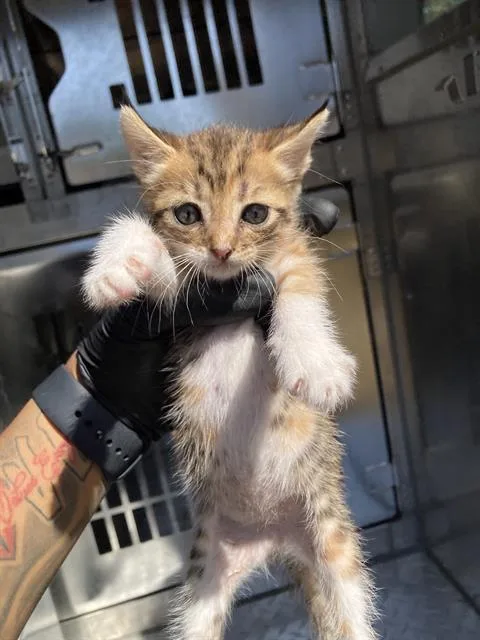 A baby small-sized female Domestic Short Hair cat named Nova for adoption in Dallas, TX