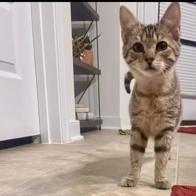 A baby small-sized female Torbie Domestic Short Hair cat named Pearl Two for adoption in Richmond, VA