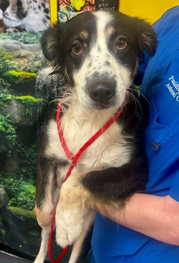An adult medium-sized male Australian Shepherd dog named Fredrick for adoption in Dallas, GA