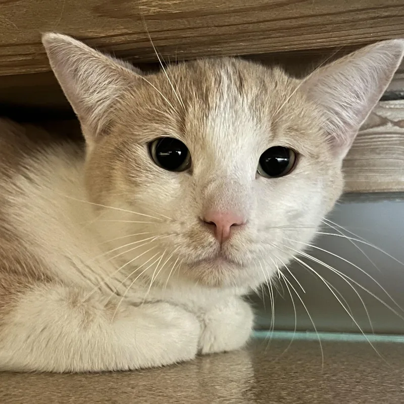 A young medium-sized male Orange & White Domestic Short Hair cat named Banana Cream for adoption in Brookings, SD
