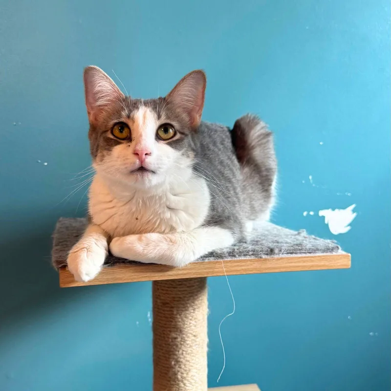 An adult medium-sized female Domestic Short Hair cat named Bb for adoption in Brooklyn, NY