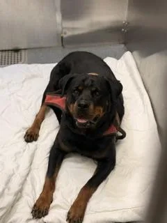 An adult large-sized male Mixed Breed dog named Kheem for adoption in Dallas, TX
