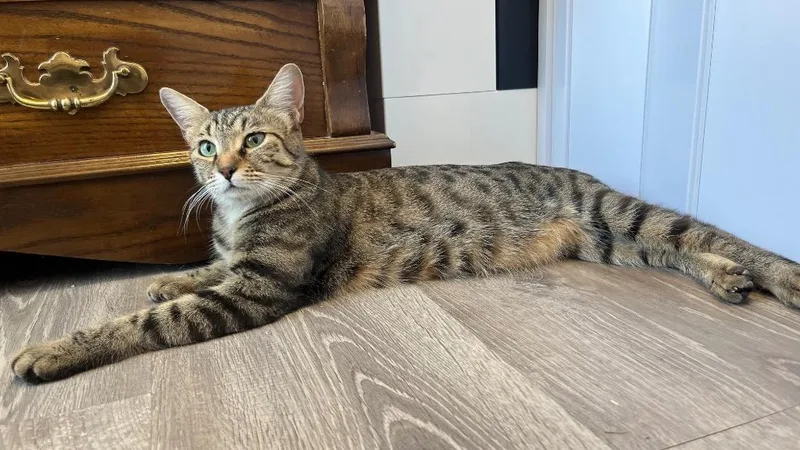 A young medium-sized female Domestic Short Hair cat named Nani for adoption in Lewisville, TX