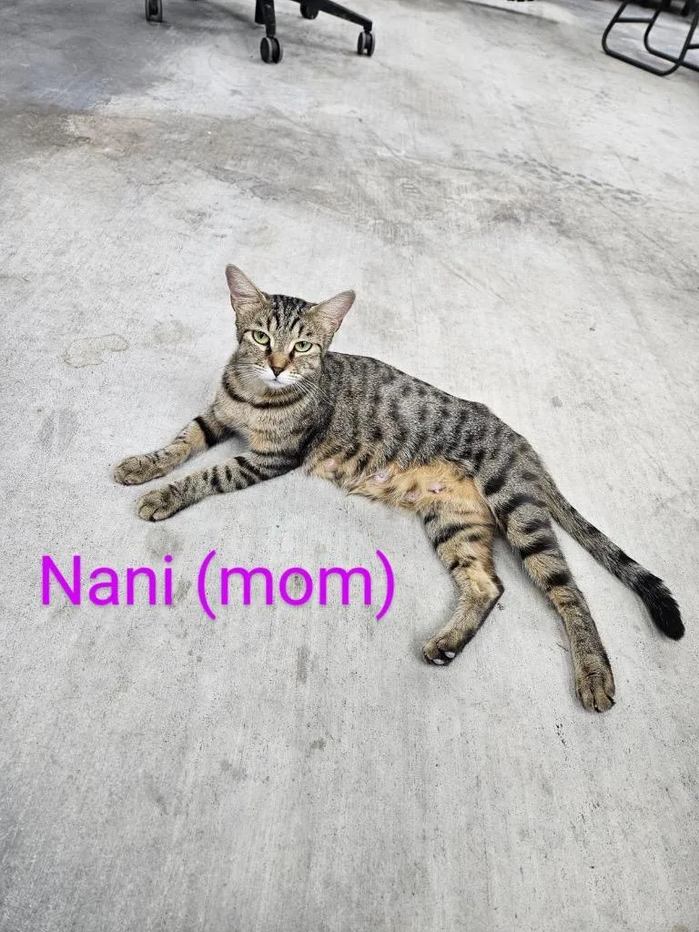Nani thumbnail 3