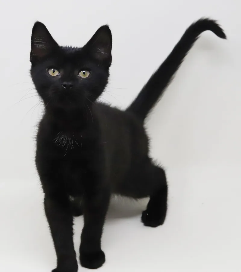 A baby small-sized female Black Bombay cat named Rosemary wins the heart for adoption in Bedford Hills, NY