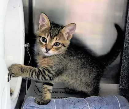 A baby small-sized male Domestic Short Hair cat named Panthro for adoption in Daytona Beach, FL
