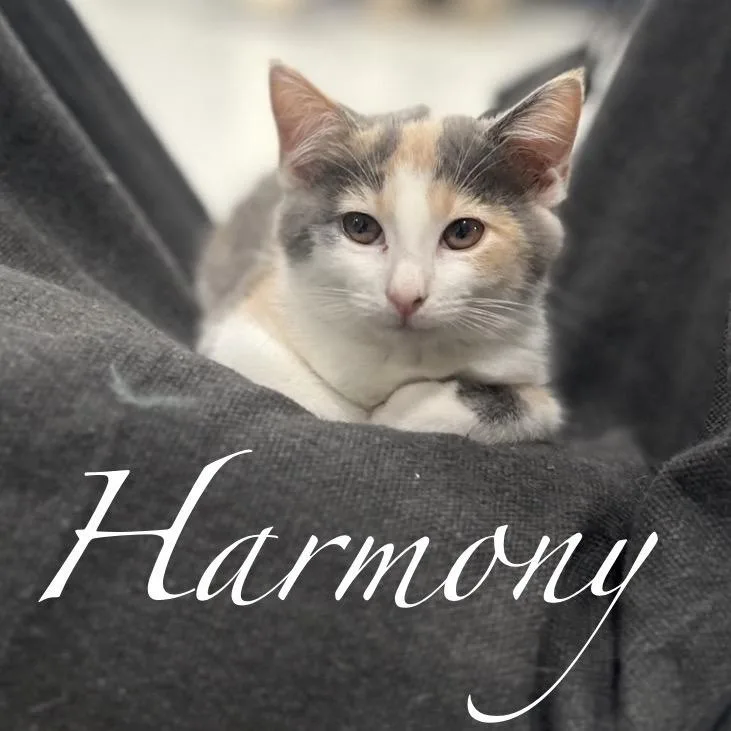 A young small-sized female Calico Domestic Short Hair cat named Harmony for adoption in Manheim, PA