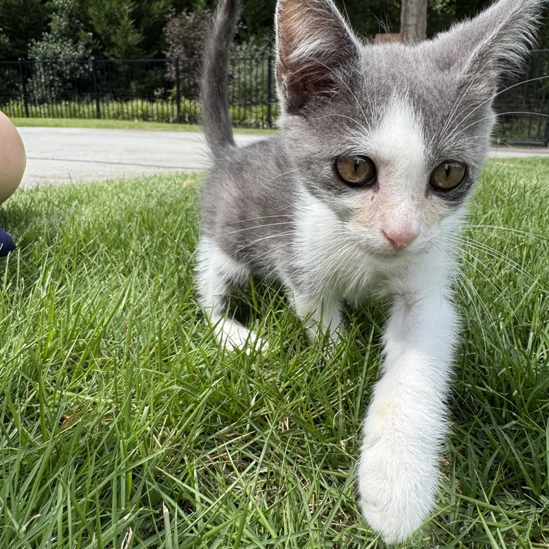 A baby medium-sized male Domestic Short Hair cat named Tozer for adoption in Easley, SC