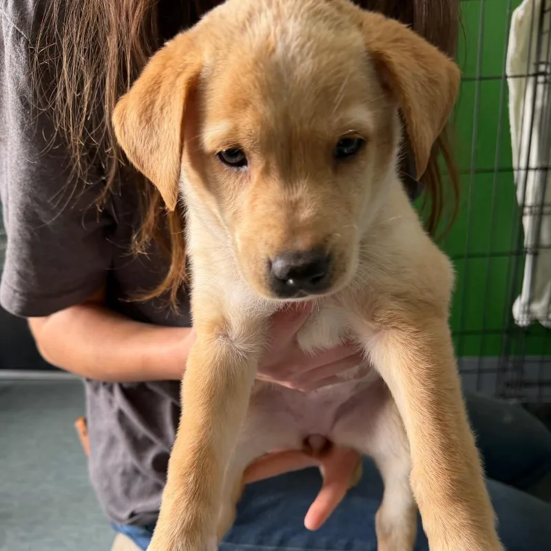 A baby large-sized female Yellow / Tan / Blond / Fawn Labrador Retriever dog named Fidough for adoption in Kyle, TX