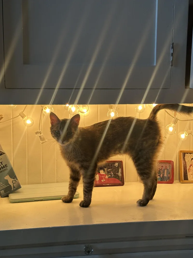 An adult medium-sized female Tabby (Buff / Tan / Fawn) Domestic Short Hair cat named Zuri for adoption in San Jose, CA