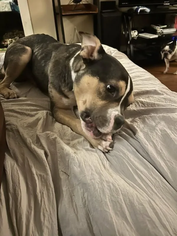 Bruno thumbnail 6