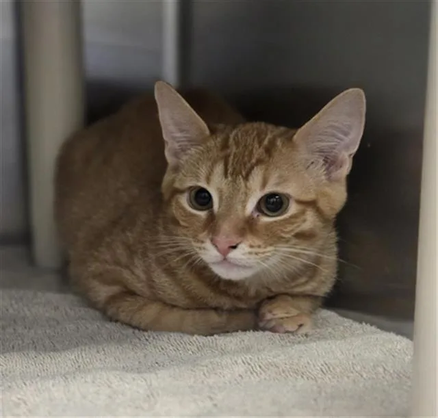 A baby medium-sized male Domestic Short Hair cat named Harris for adoption in Dallas, TX