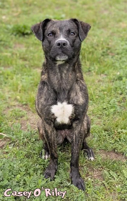 An adult medium-sized female Patterdale Terrier / Fell Terrier dog named Ghost Of Casey O`riley for adoption in Mason, MI