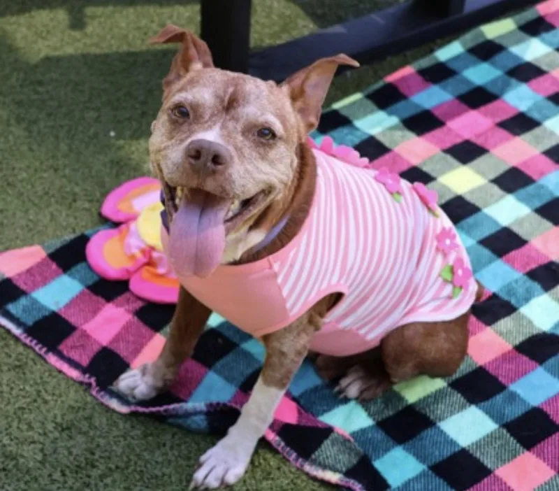 A senior medium-sized female Pit Bull Terrier dog named Chili Athens for adoption in Rockaway, NJ
