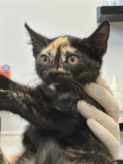 A baby small-sized female Domestic Short Hair cat named Strawberry for adoption in West Chester, PA
