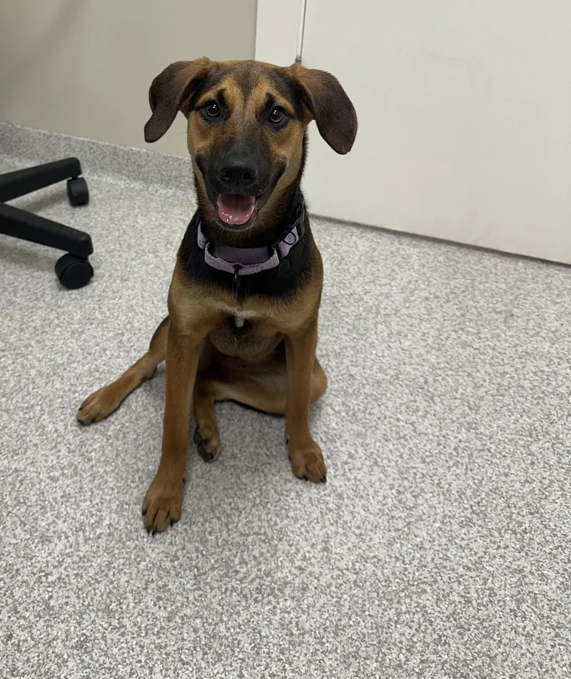A baby medium-sized female Beagle dog named Winnie for adoption in Lancaster, PA
