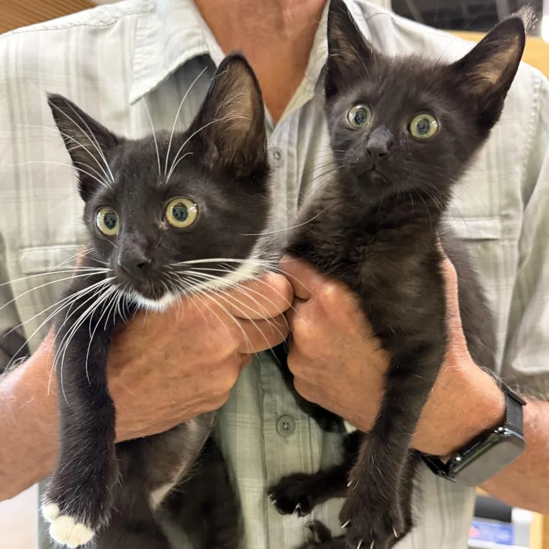A baby small-sized male Black Domestic Short Hair cat named Asher for adoption in Tallahassee, FL
