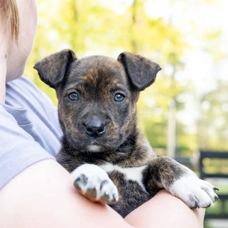 A baby medium-sized female Brindle American Bulldog dog named Marbleavail for adoption in West Grove, PA